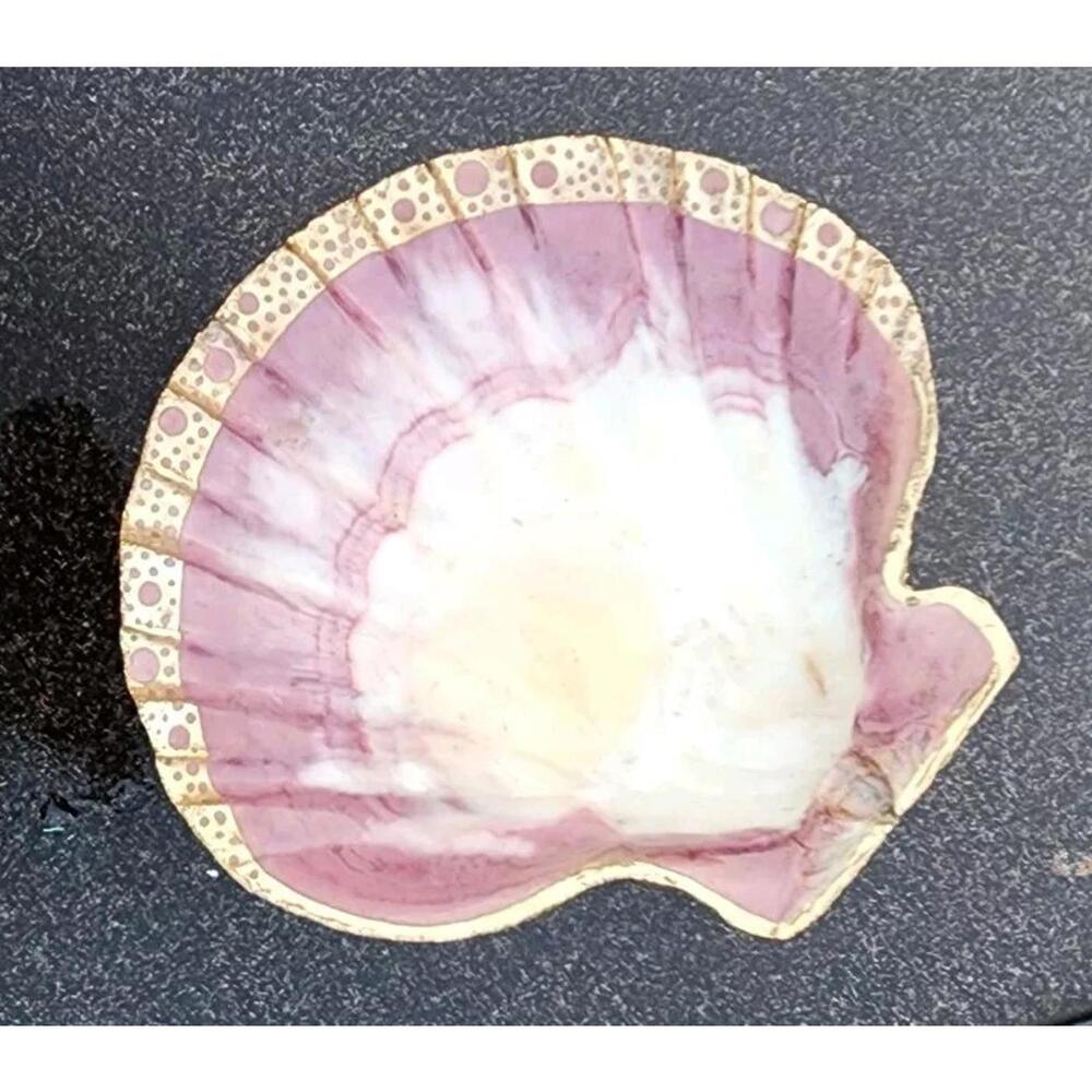 Lions Paw Clam Shell  Seashell Half Soap Dish Smudging Scalped Gold